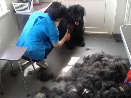 Hond die net getrimd is