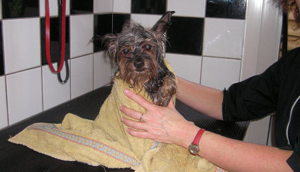 Hondje dat net gewassen is